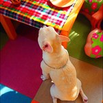 ちーこたししちゃん専用ページ