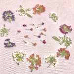 送料無料♡押し花 アリッサム