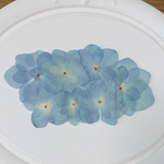押し花 素材 紫陽花