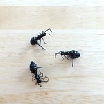 ありんこ画びょう(3匹セット)