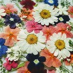 🌼再販🌼大容量😃押し花色々ミックス60輪🌼