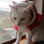 猫用クリスマスバージョン 帽子付きケープ