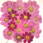 押し花 コスモス