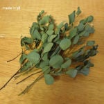 ドライフラワー　ユーカリ　１０本　ミニ丈　キャンドル　ハーバリウム　フレーム　パネル　花材