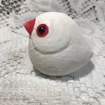 コロコロ白文鳥（中）