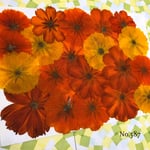 ♡new♡作家様必見♡ 可愛いコスモスお花がいっぱい♡ 押し花セット
