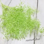 蕾かすみ草  フレッシュグリーン
