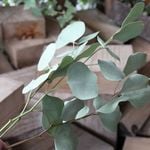 ハートユーカリのドライフラワー（30cm級:4本組）