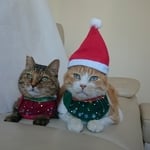 クリスマスコスプレセット