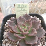 ブラックプリンスミュータント⭐️多肉植物⭐️エケベリア⭐️多肉deRing
