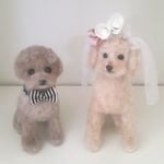 anerineaさま専用