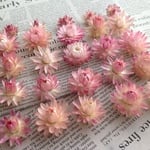 カイザイク パールピンク ヘッド おまけでちびカイザイク5個【クラフト素材】