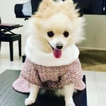 犬服 送料無料 ピンクの暖かツィードワンピース