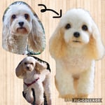 オーダー品　ミックス犬　白鳥麗子さんちゃん