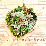 143.ハートリース❤︎『多肉の寄せ植え』見てるだけで癒される多肉の宝石箱❤︎