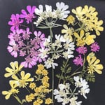 ハートの花びら オルレア  押し花