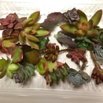 綺麗、紅葉中♡カット苗、 多肉カット苗セット、多肉寄せ植え、カット苗アソート