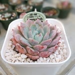 パクさん苗⭐️コルメックスhyp⭐️花歌農場⭐️エケベリア⭐️多肉deRing