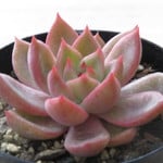 多肉植物　”プレトリア”