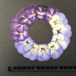 押し花 素材  *.・ビオラ*.・