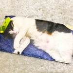 送料込み《ペットの写真で作る》オリジナルうちの子のキーケース  