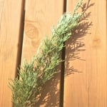 【素材】リースやスワッグ作りに˚✧₊⁎フレッシュコニファー🌿