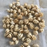 10g 【再販35】タマラックコーン 白 