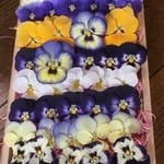 お花屋さんが作ったビオラのドライフラワー41冠set