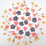 小花の押し花アソート＜カタバミ・あじさい・エキザカム＞