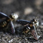 ミツバチ　片耳　ピアス　
