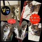 猫のばんだーにゃ(黄色白猫ヒョウ模様の猫柄・青地星柄リバーシブル) バンダナ