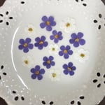 バコパ(押し花)