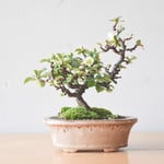 小品盆栽 長寿梅(白花)  no.333