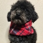 わんちゃんマフラー わんちゃんスヌード 