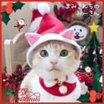 送料無料☆彡クリスマスにゃんこみみサンタ帽〜猫耳猫のかぶりもの