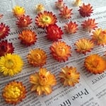 カイザイク イエロー/オレンジ ヘッド おまけでちびカイザイク5個【クラフト素材】