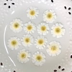 マトリカリア八重(押し花)