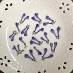 ラショウモンカズラ(押し花)