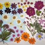【花材料/押花】押し花カラフルセット 花しるべ