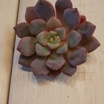 Yさまオーダー⭐️デープパープル⭐️多肉植物⭐️パクさん苗