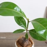 希少！＜バーリングトニア＞現品　陶器鉢　受け皿付き　