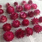 カイザイク 濃いピンク ヘッド おまけでちびカイザイク5個【クラフト素材】