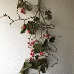 サンキライ スワッグC