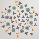 小花の押し花アソートC＜あじさい・ヒメジョオン・カタバミ＞