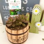 ひっそり値下げ💓1500円→1000円 ❤︎多肉植物 ブロンズ姫 このまま飾れる