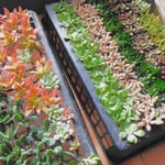 ❤︎100円カット苗 3個→300円 多肉植物 
