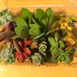 ♡セトーサ、青い渚入り♡綺麗、紅葉中♡カット苗、 多肉カット苗セット、多肉寄せ植え、カット苗アソート