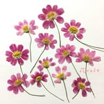コスモス 押し花 素材