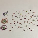 送料無料♡押し花 アリッサム 