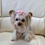 ローズバレッタリボン（お花3個）